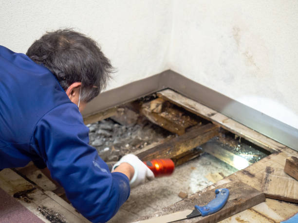 Best Mold Cleaning Services  in Midland Park, NJ