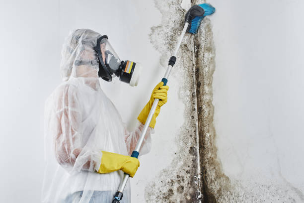Best Commercial Mold Removal  in Midland Park, NJ
