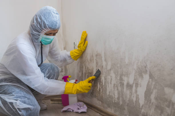 Best Professional Mold Removal  in Midland Park, NJ