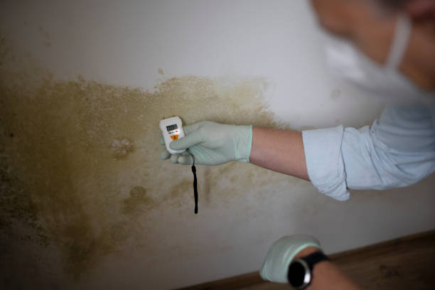 Midland Park, NJ Mold Removal Company