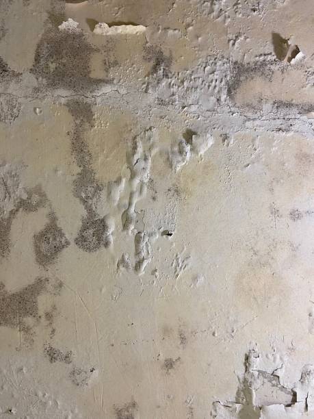 Best Emergency Mold Removal  in Midland Park, NJ